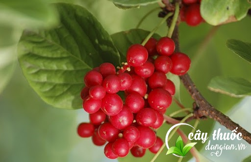 Bài thuốc ngũ vị tử chữa di mộng tinh